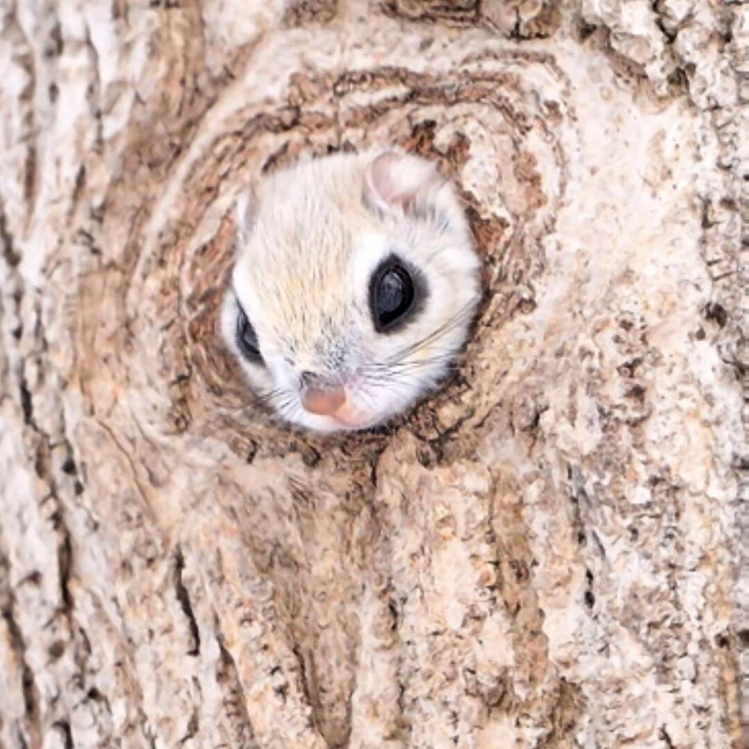 🦋ꦿ໊火舞᭄🕊⁸²⁷⁷᭄ꦿᩚ٭