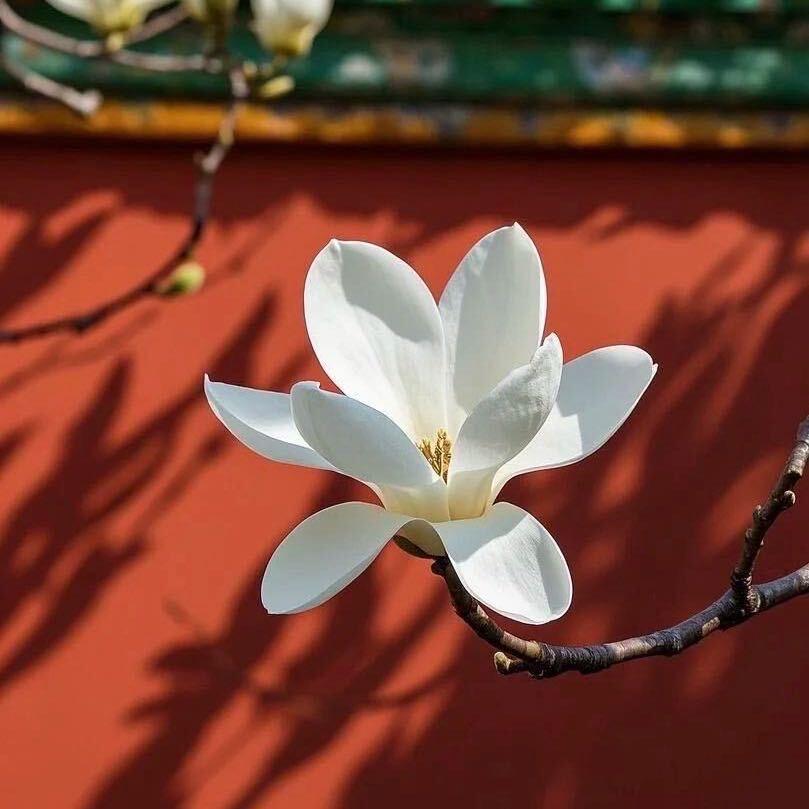 烟台禅刺青（金禅花刺）