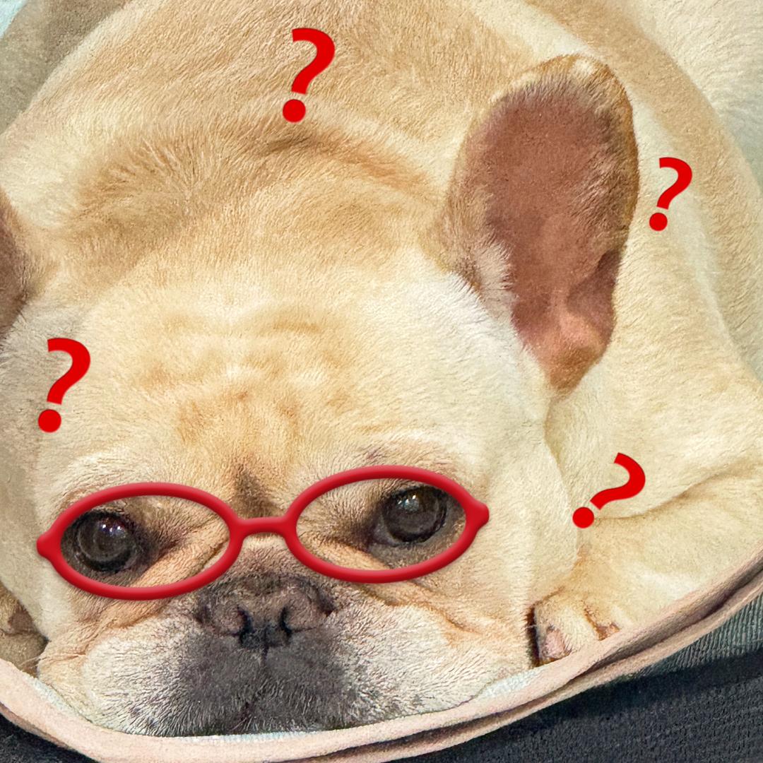蛋黄是只小法斗