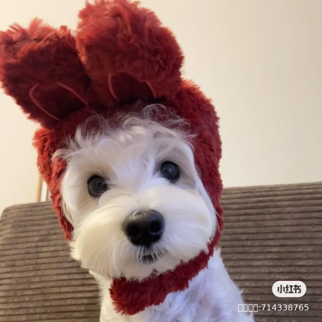 不吃甜食🍰的胖女孩