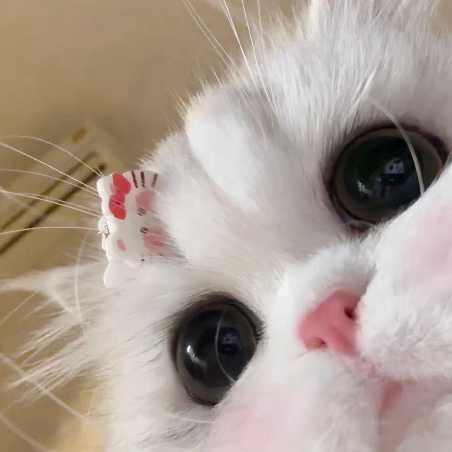 鱼饼