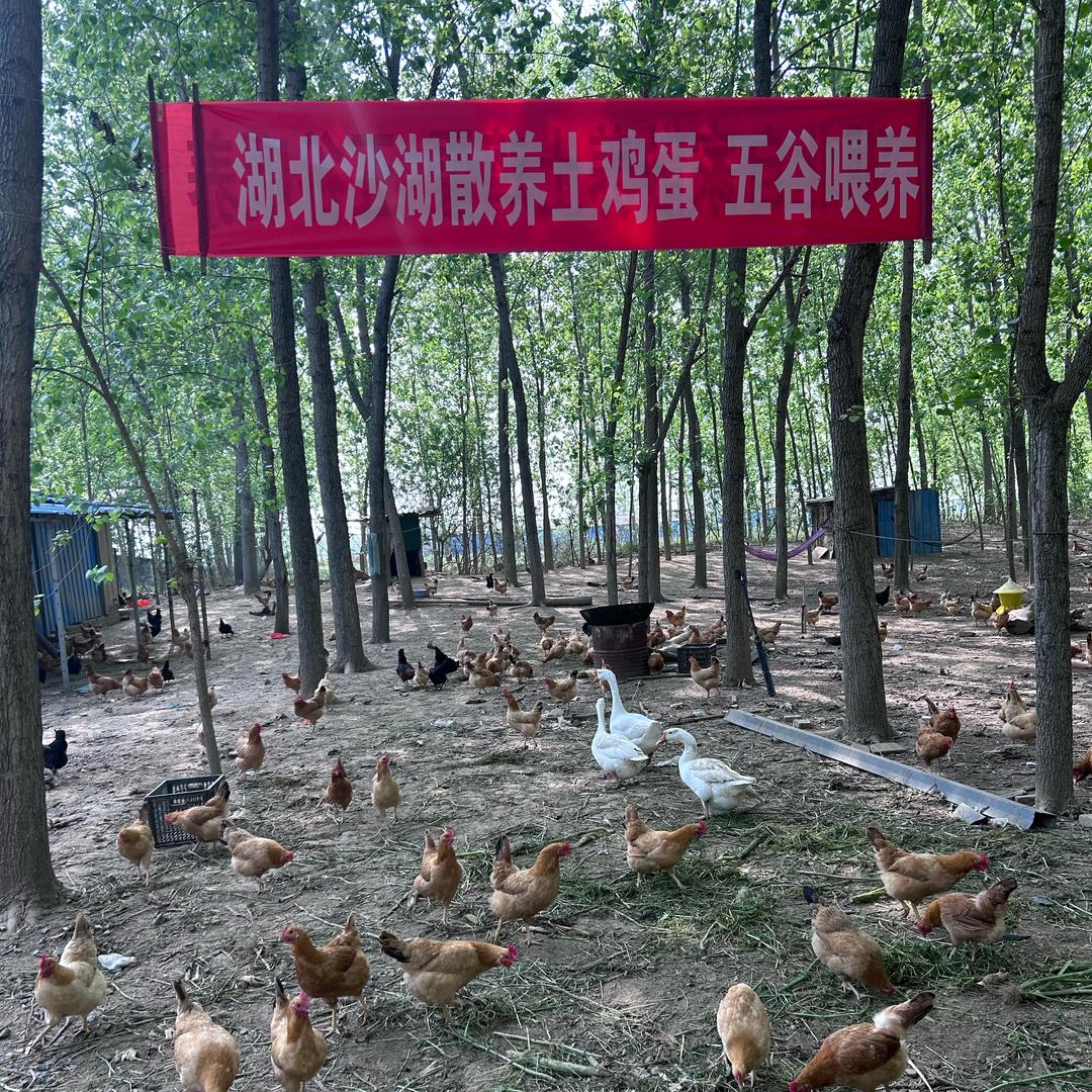 仙桃沙湖土特产