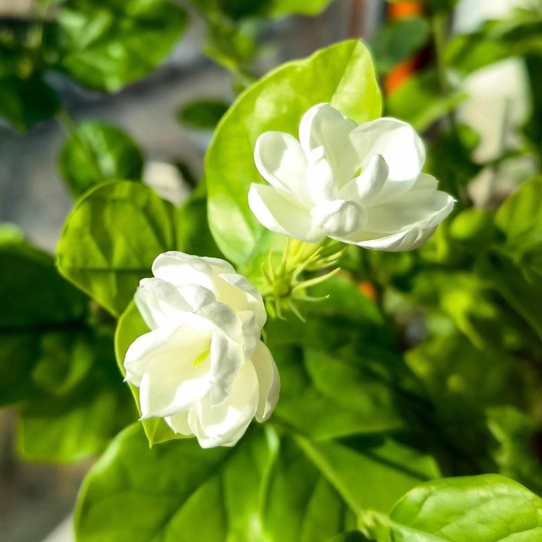 爱生活的茉莉花