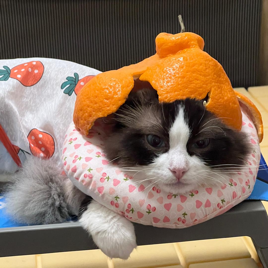 小布小布是只猪咪