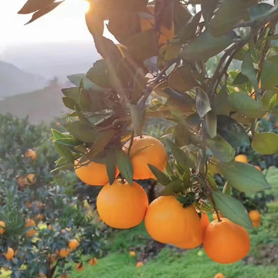 🍊🍊橙多多🍊