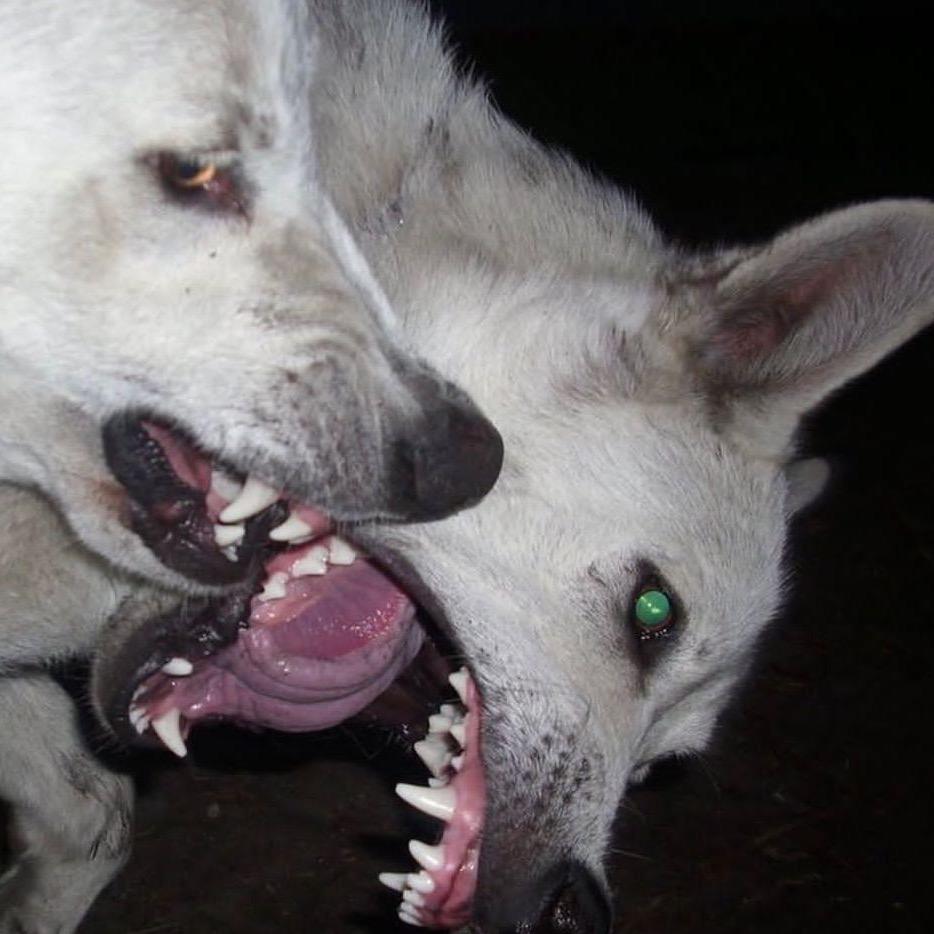 FoxTwo