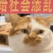 小辣椒