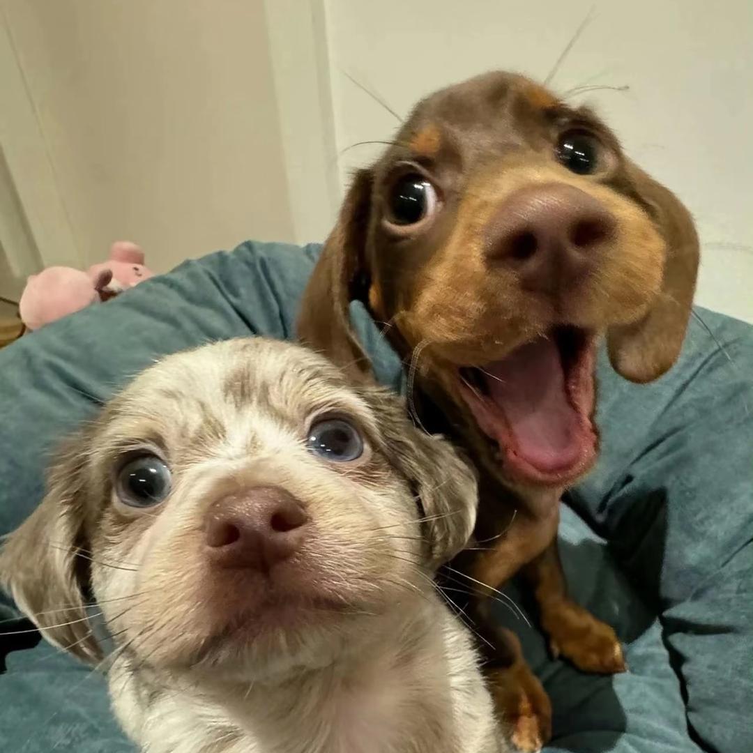 无敌薯条派😊😊😊