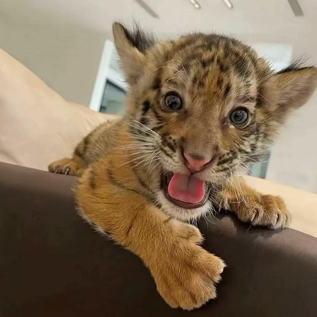 刘浩宇🌟（25号公会赛）