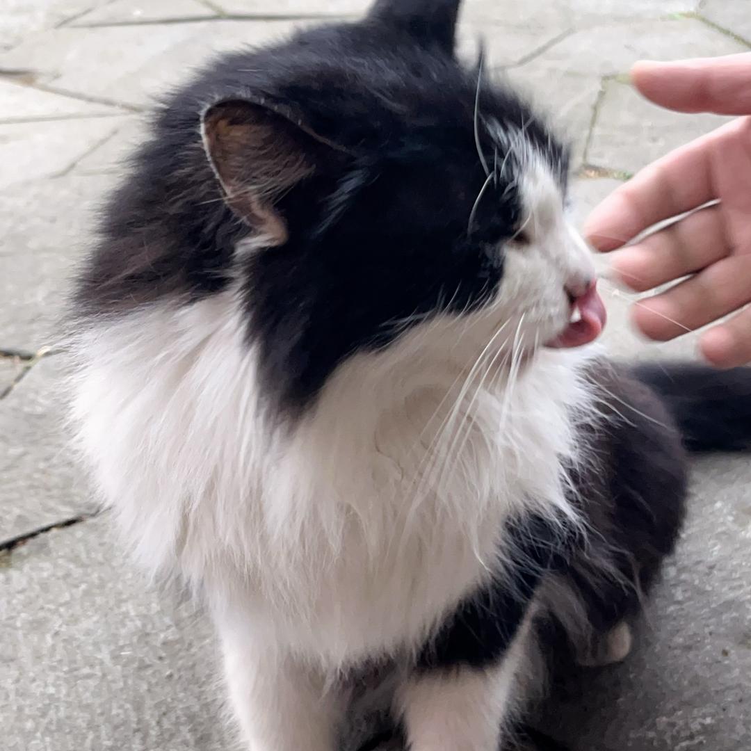 追着斑鸠喂大米