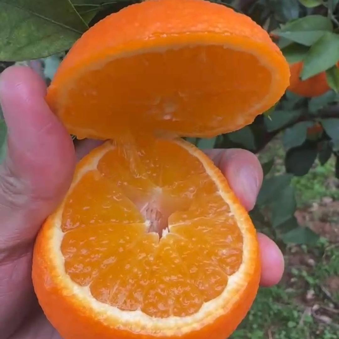 丹妹儿🍒