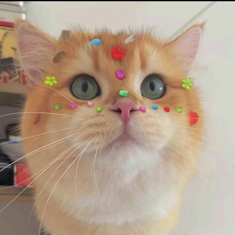 招财猫😸