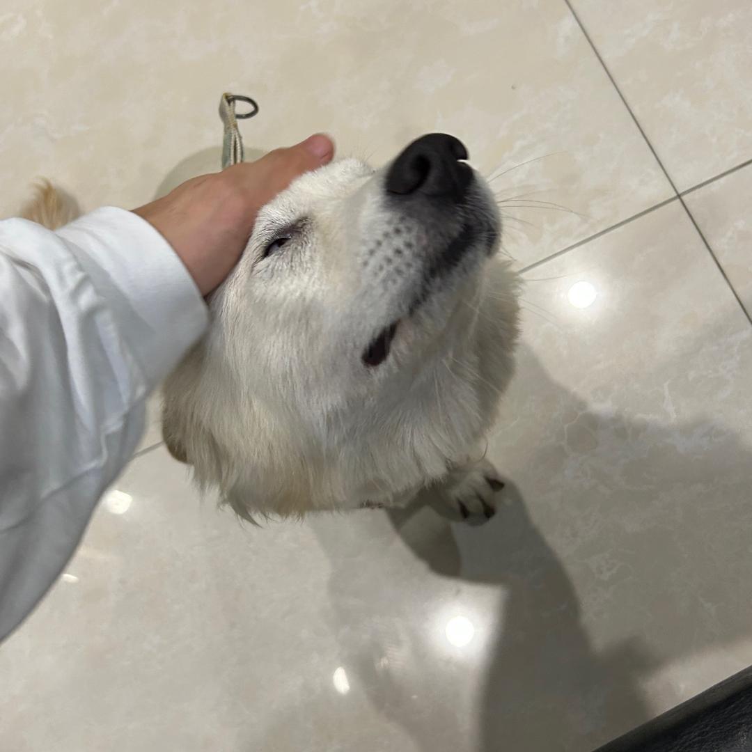 威痛WILTONG