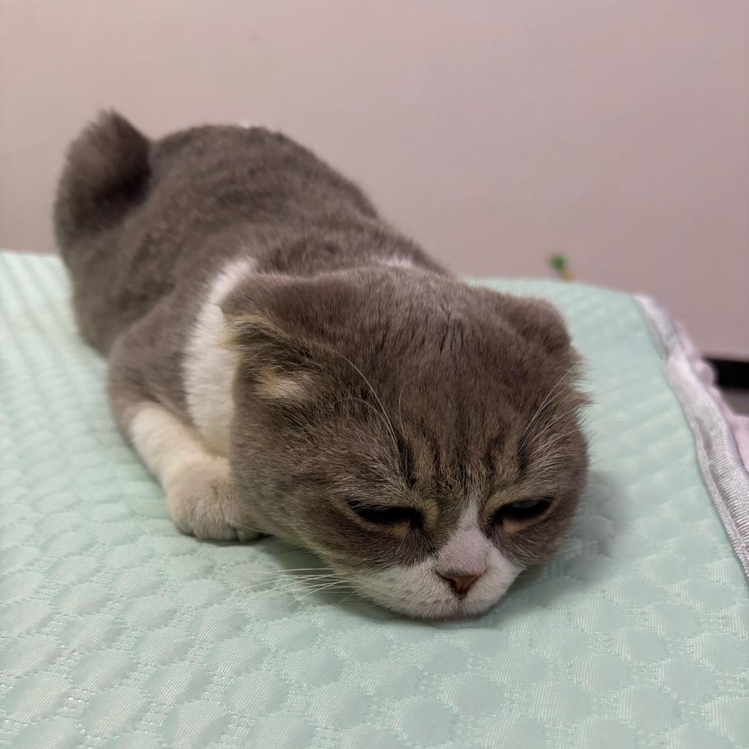 陈折耳