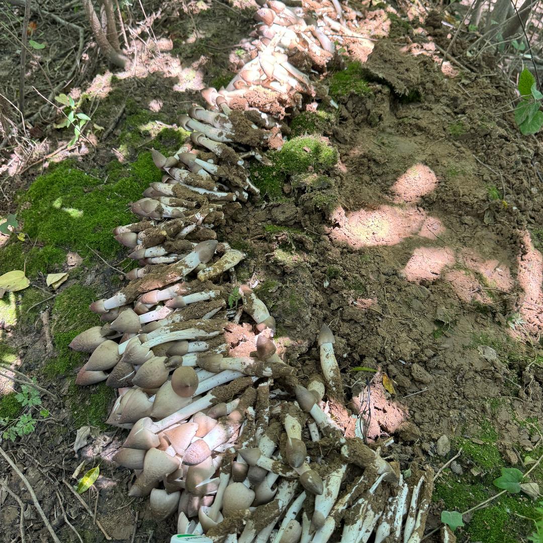 蘑菇大户收蘑菇