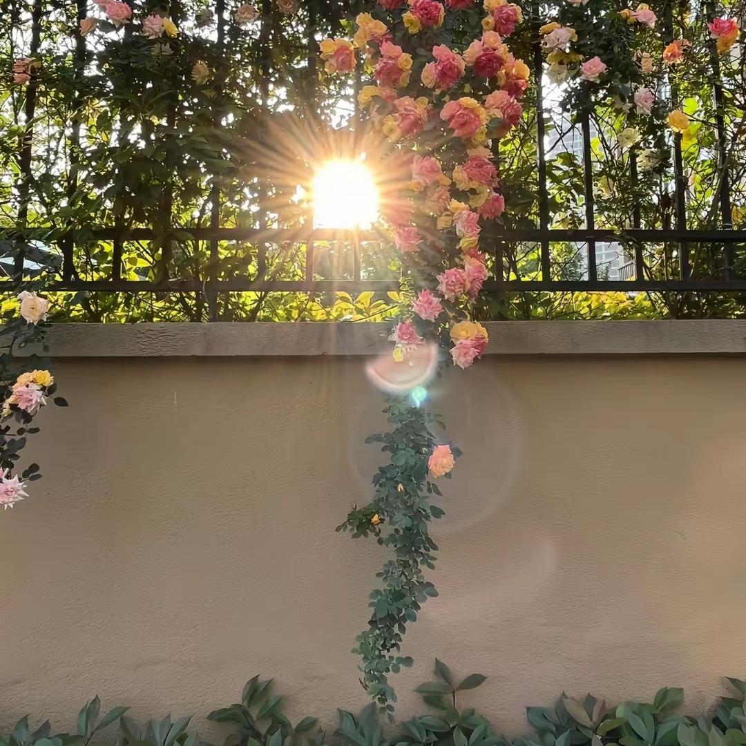 花自向阳开