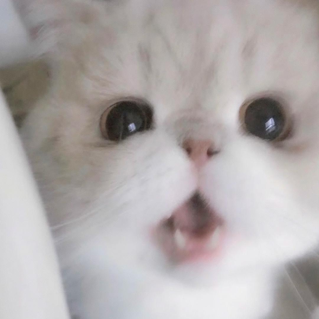 忧郁小鱼干