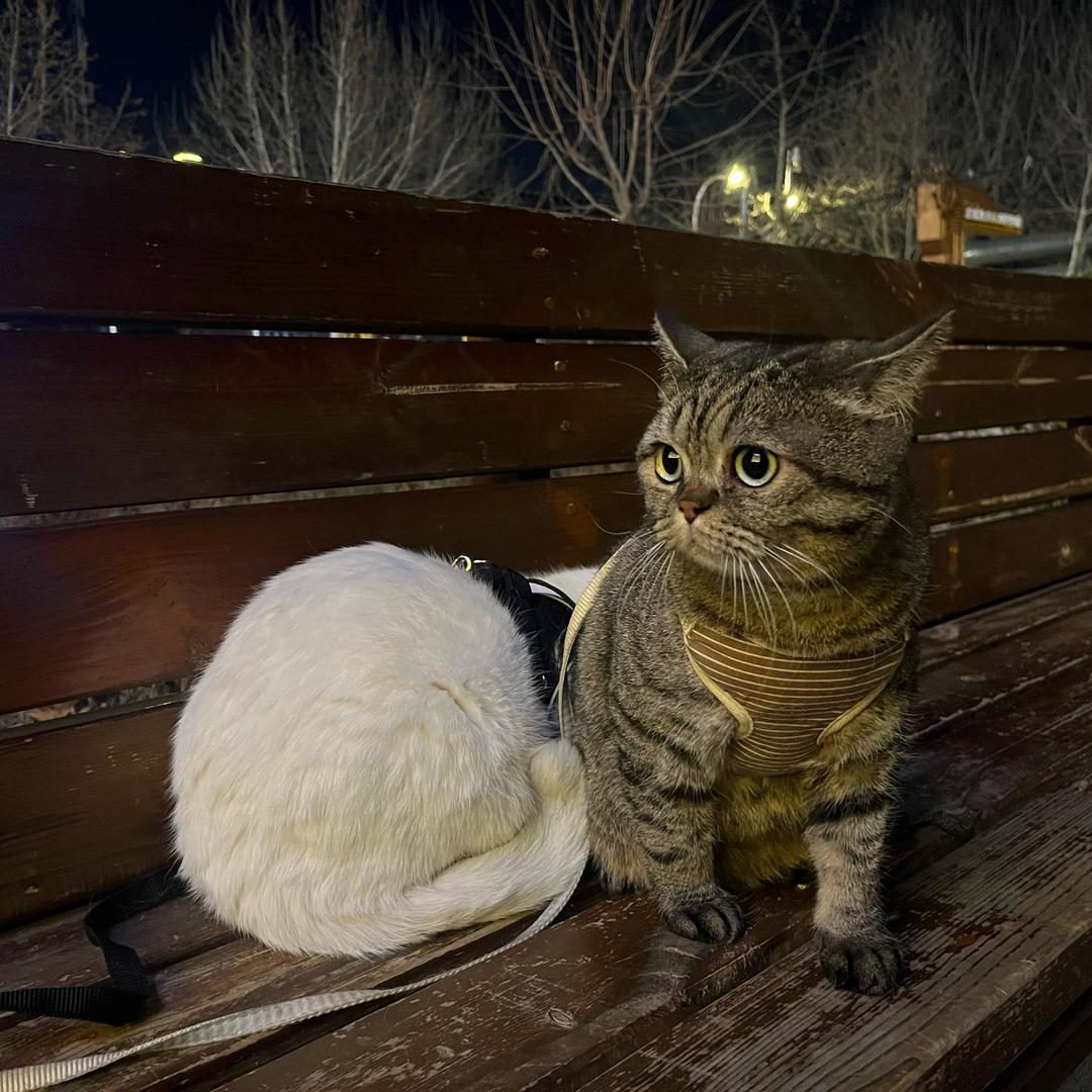 小屁是富贵的大哥