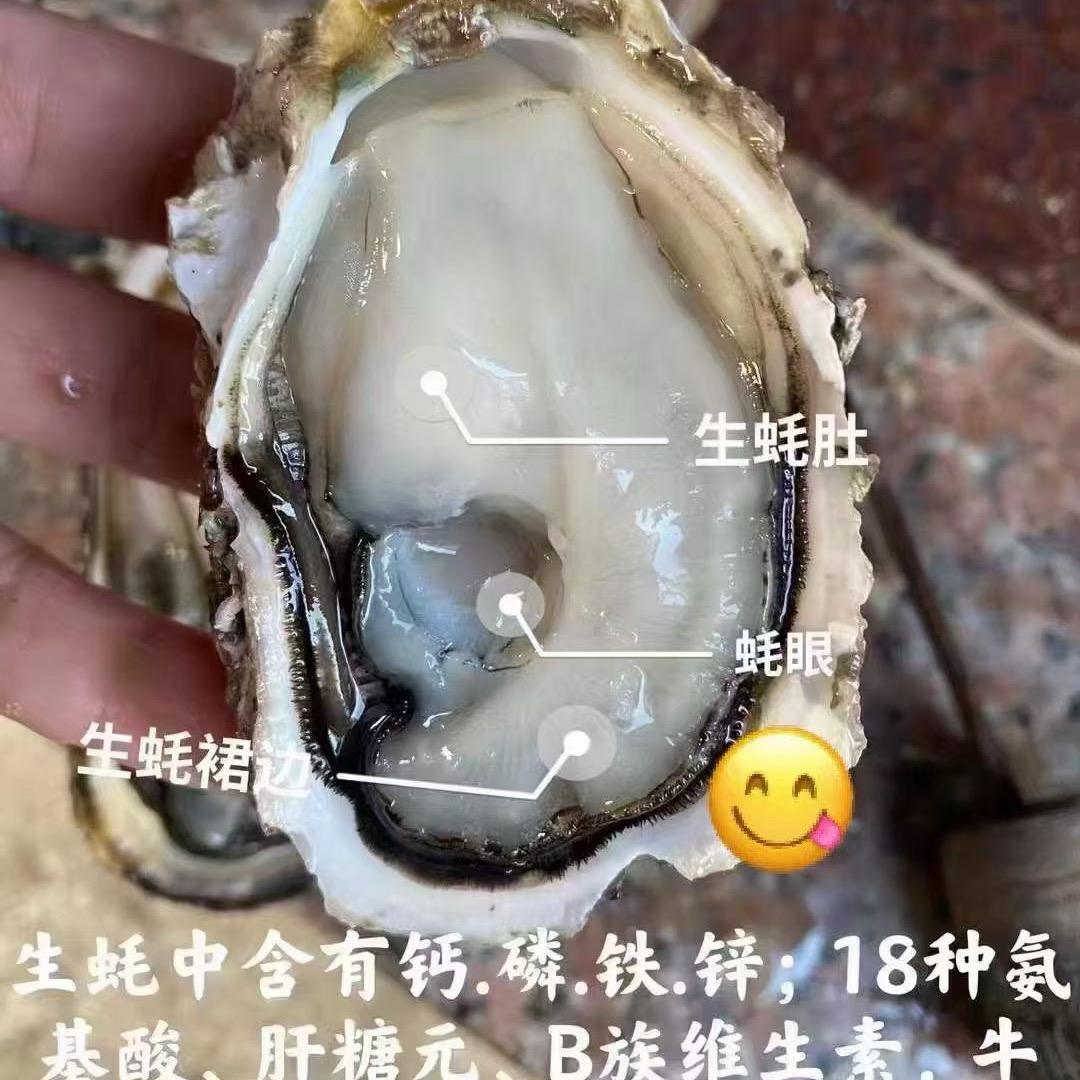 正宗湛江生蚝