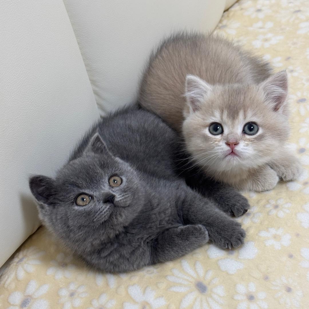 凌晨一点的猫🐱