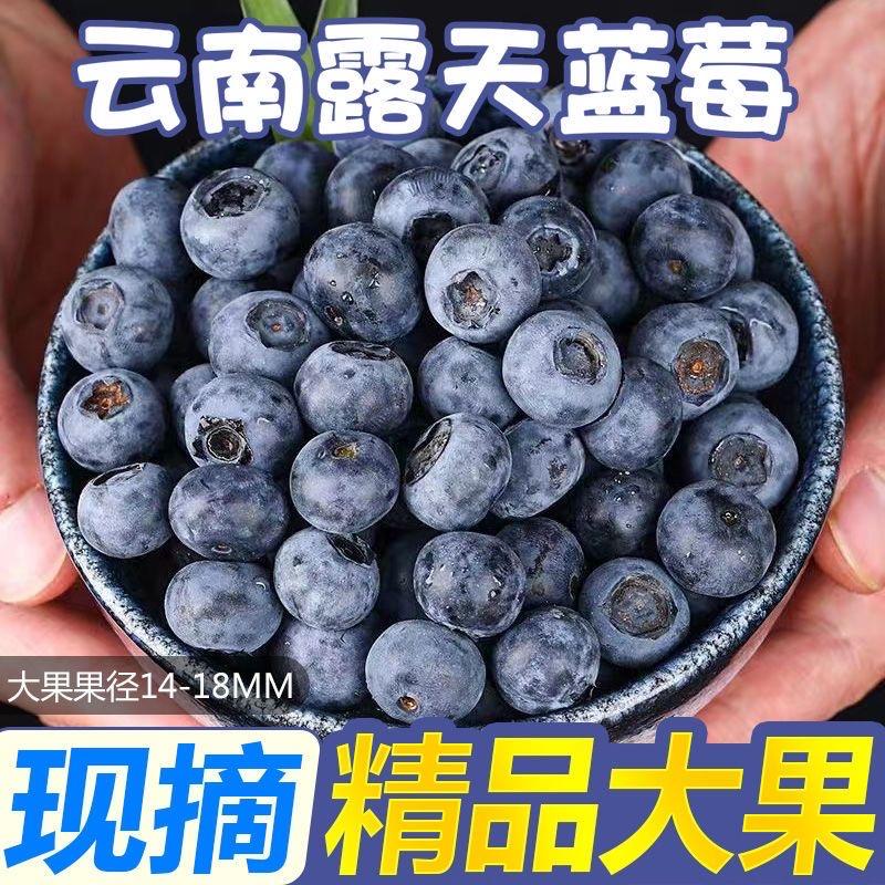 甜甜家的蓝莓