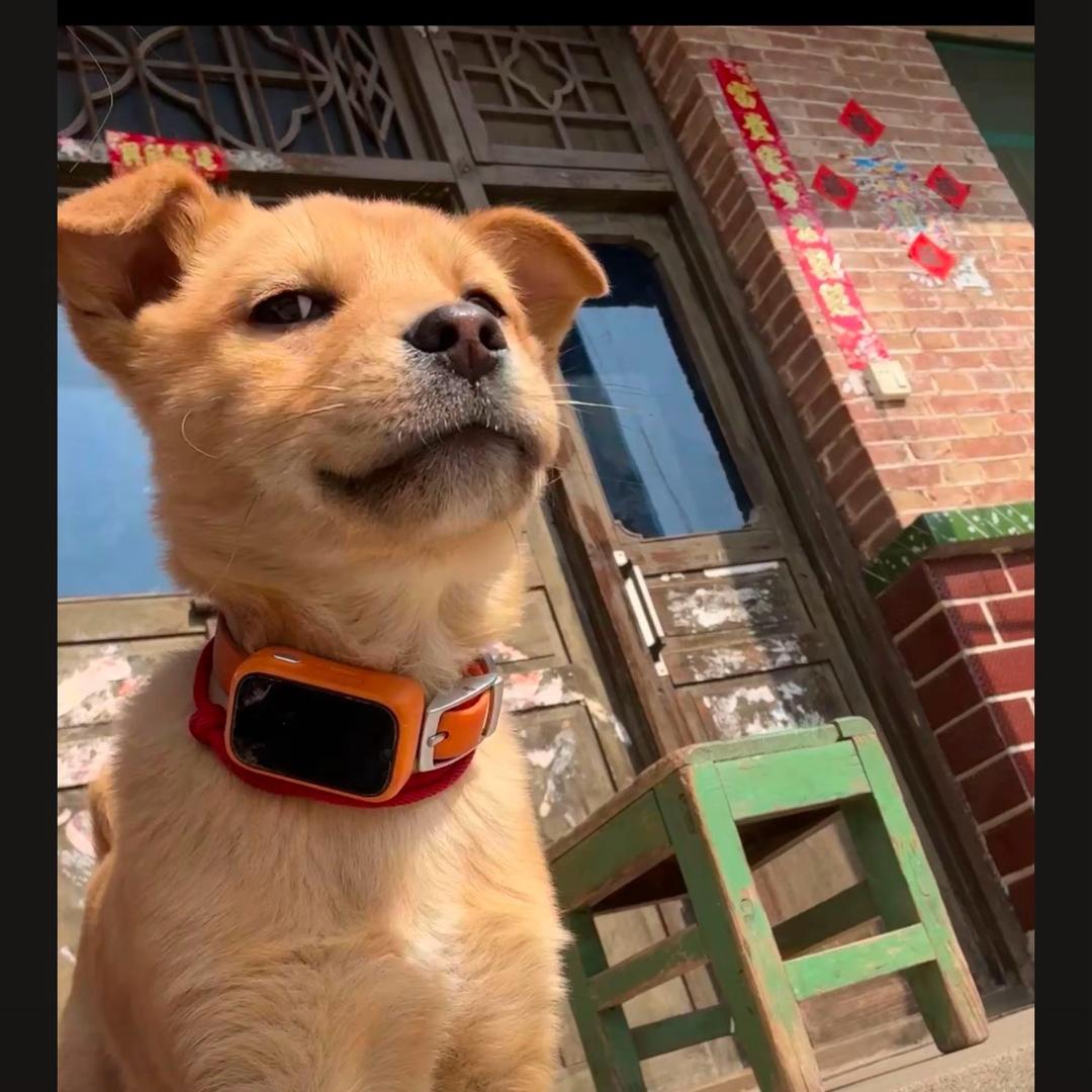 钓鱼实习生