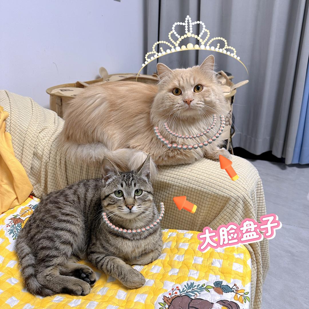 毛毛爸和流浪猫的日常