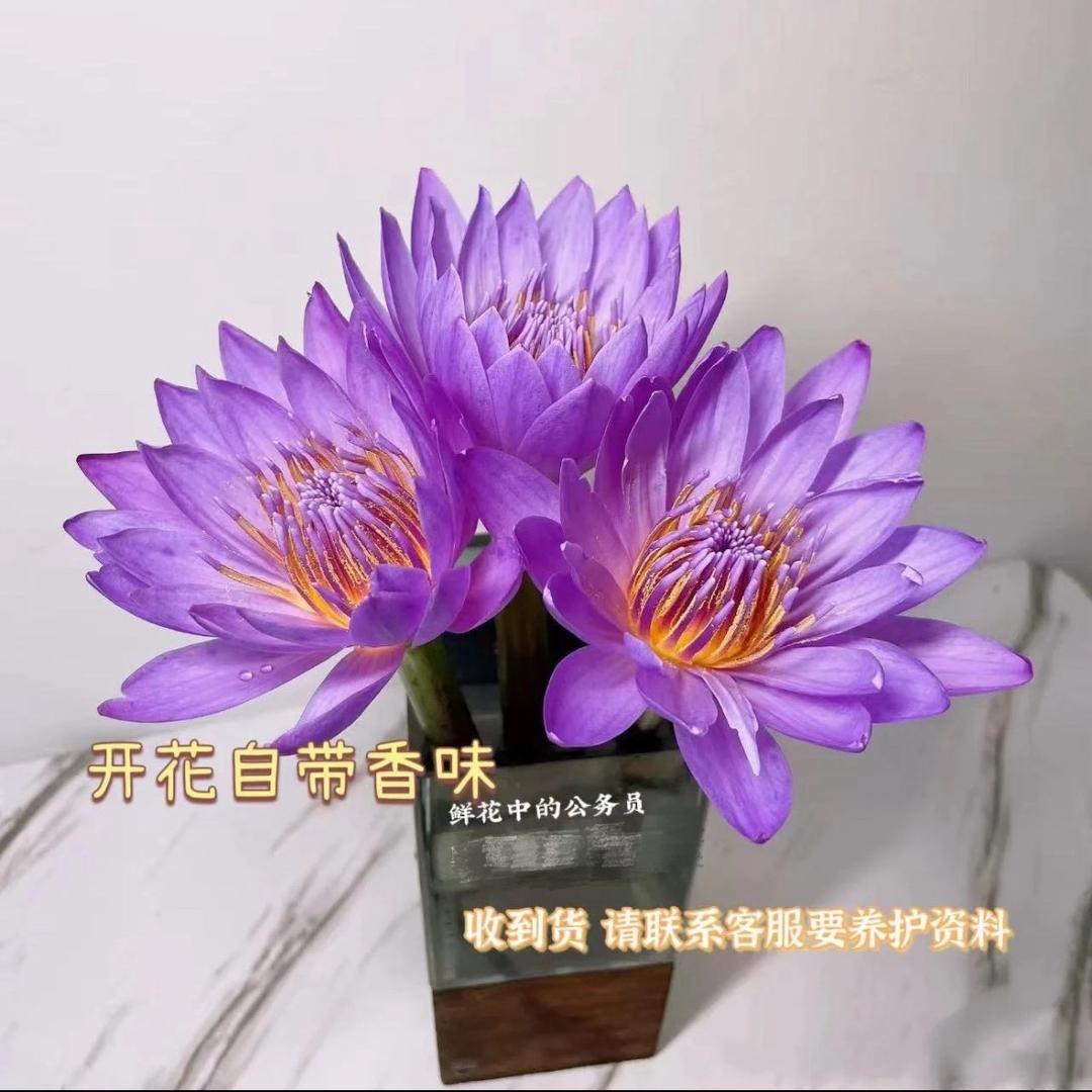 超多花园艺