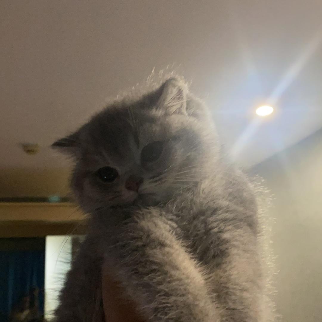 Zzzly