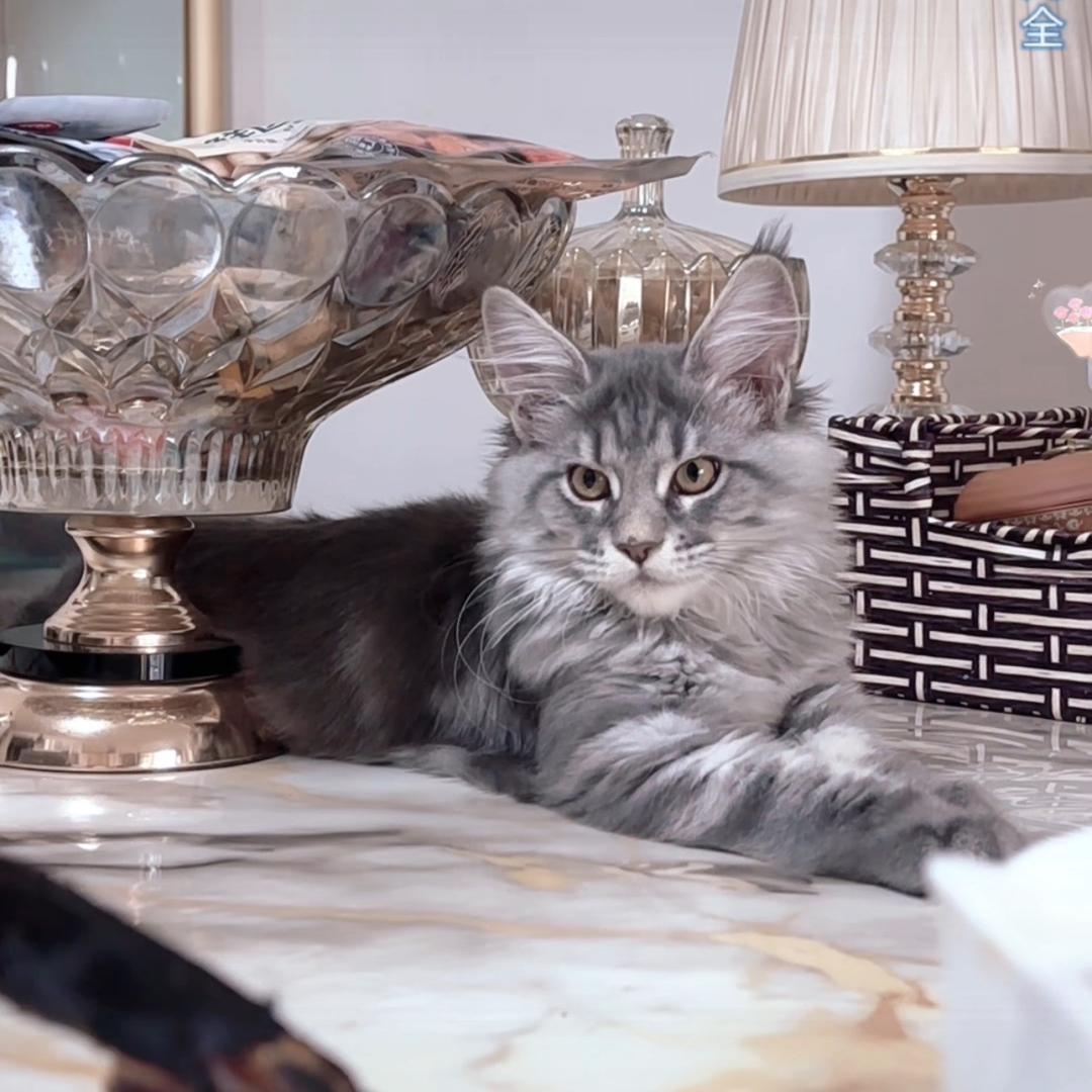 🎀财宝小咪嘎🎀