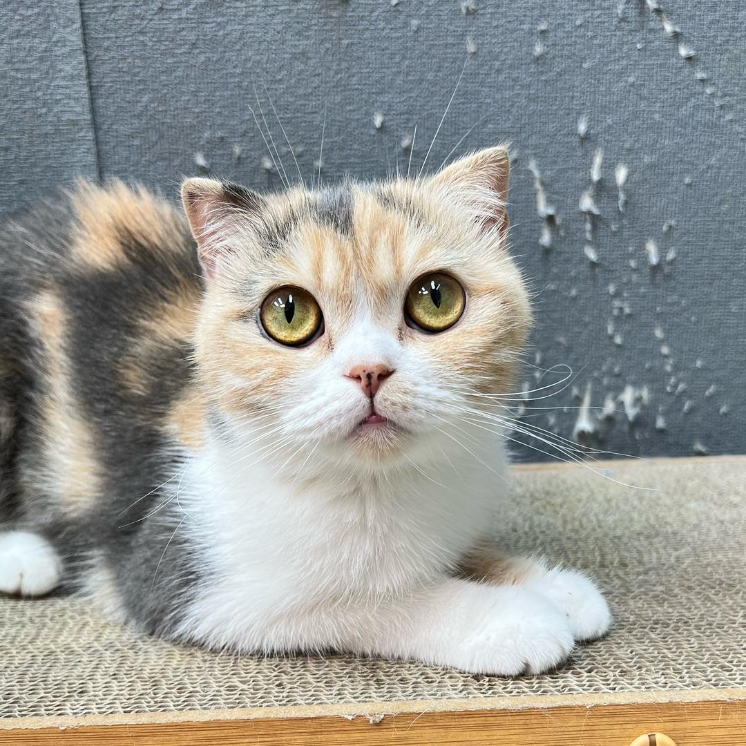 6只猫的主人