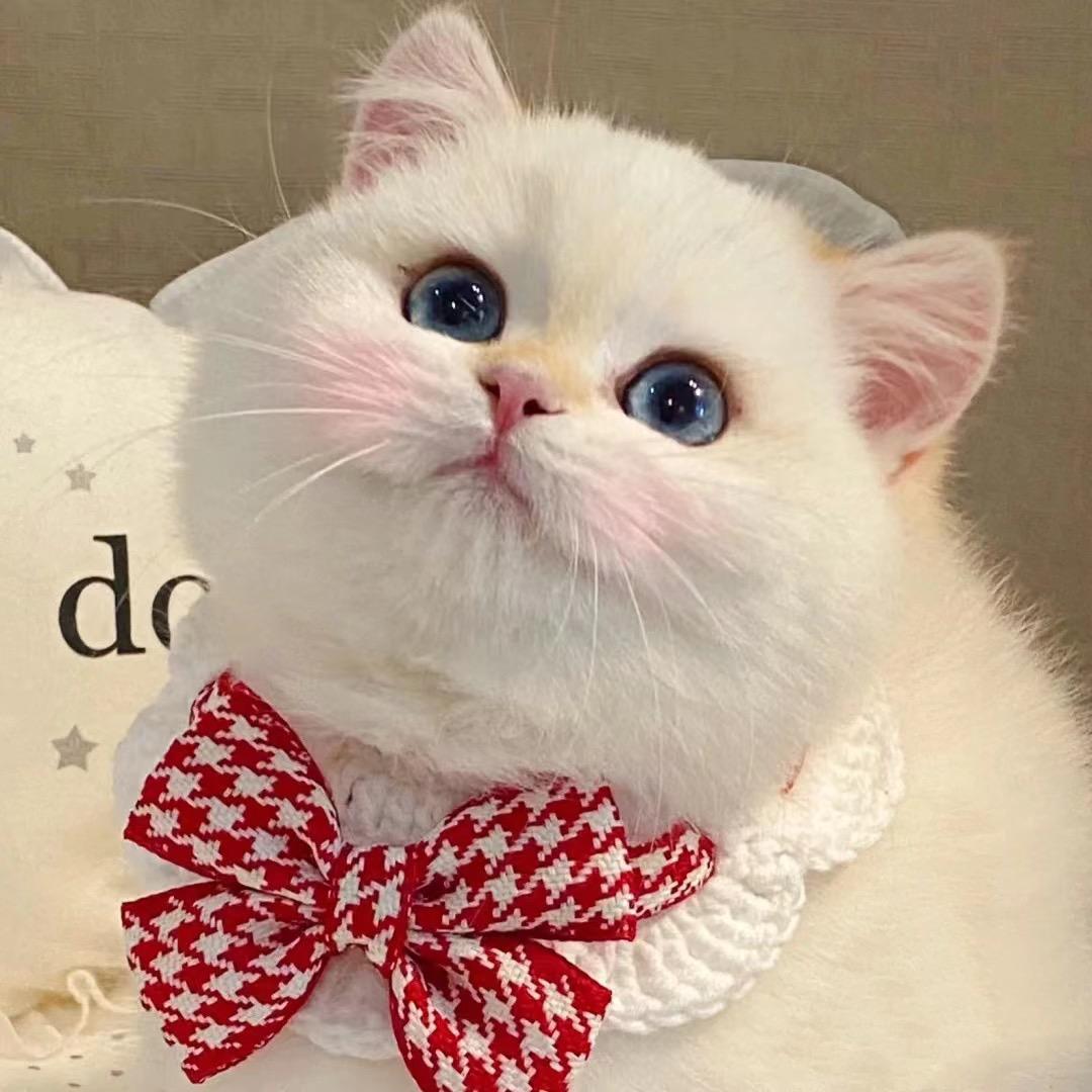猫小姐美食日记