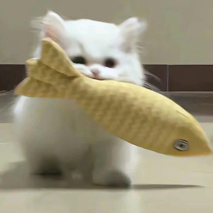 胡同里的猫