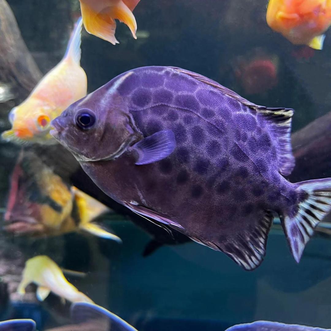 瀚林淡化水族馆2号