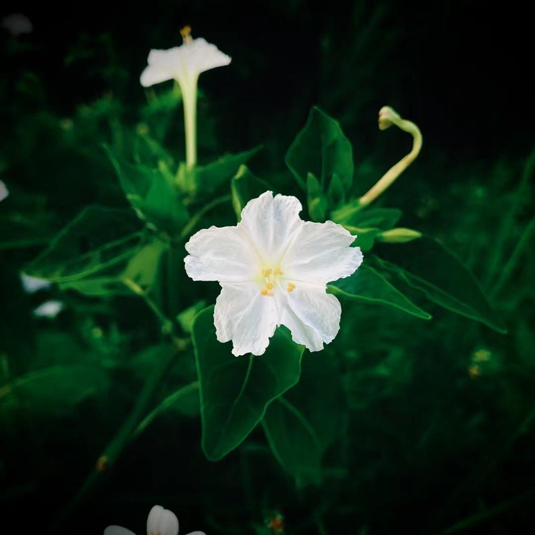 我是藕煤
