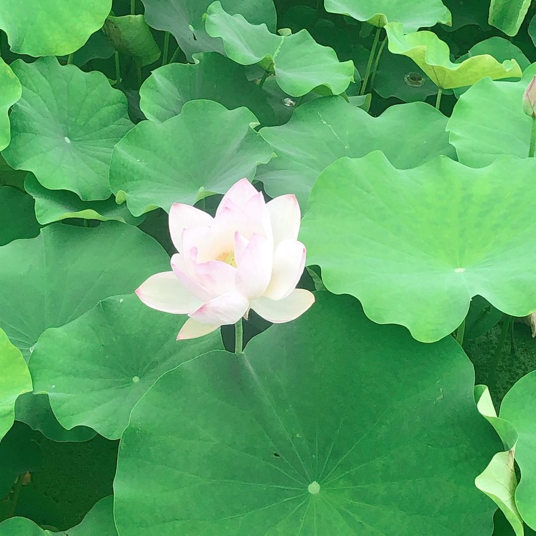 🍃咔咔🍃