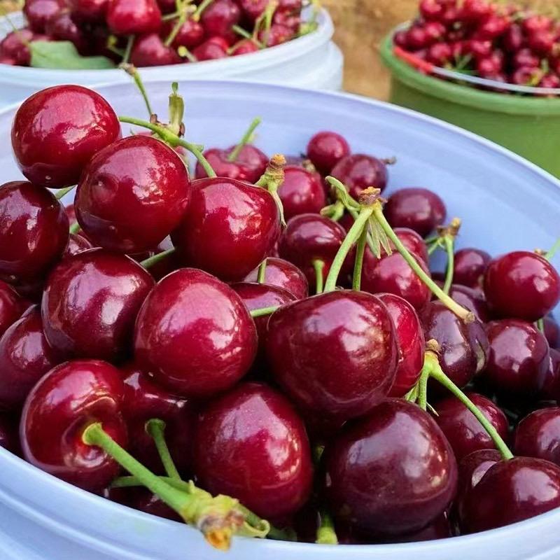 胶东生鲜明天到