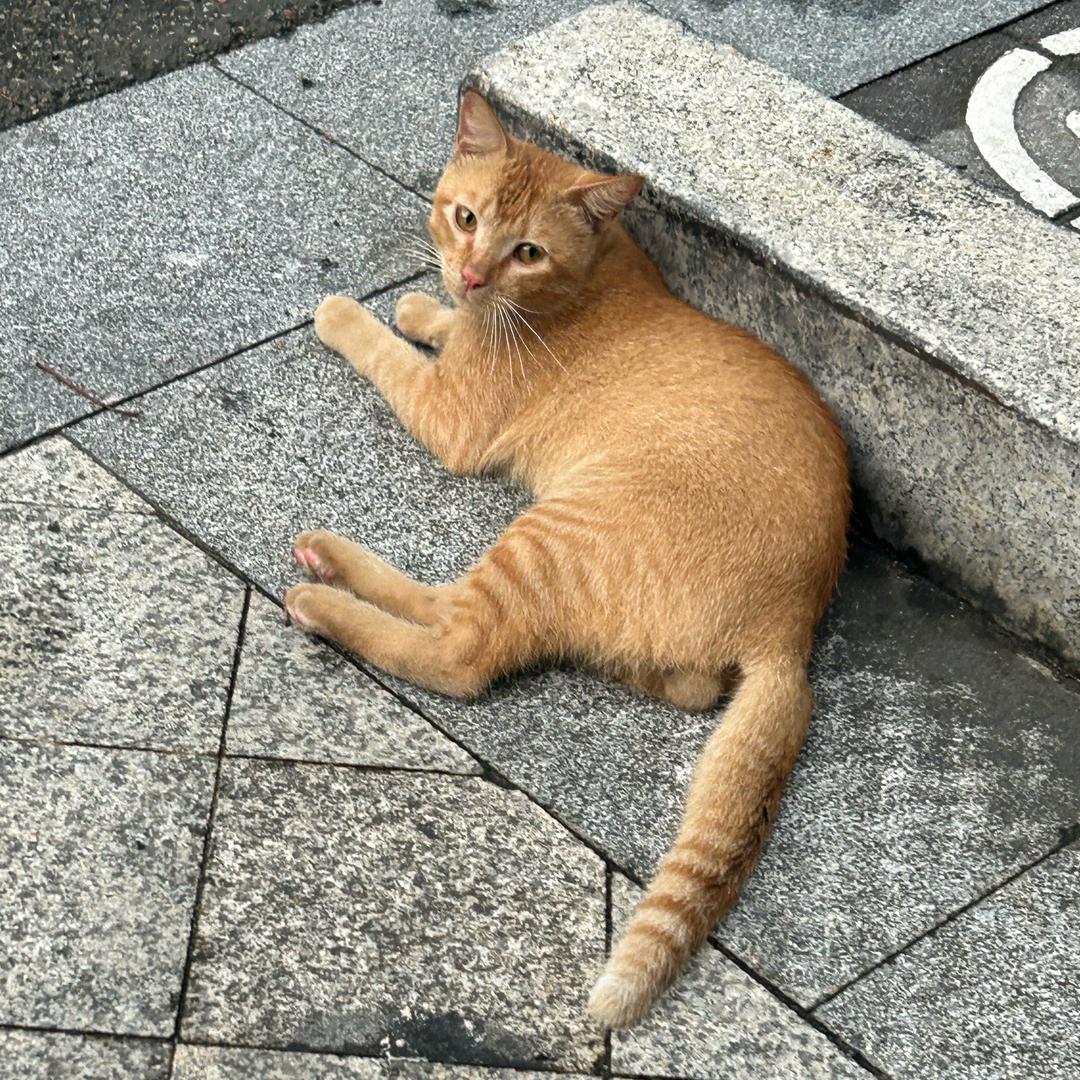 小哆吖