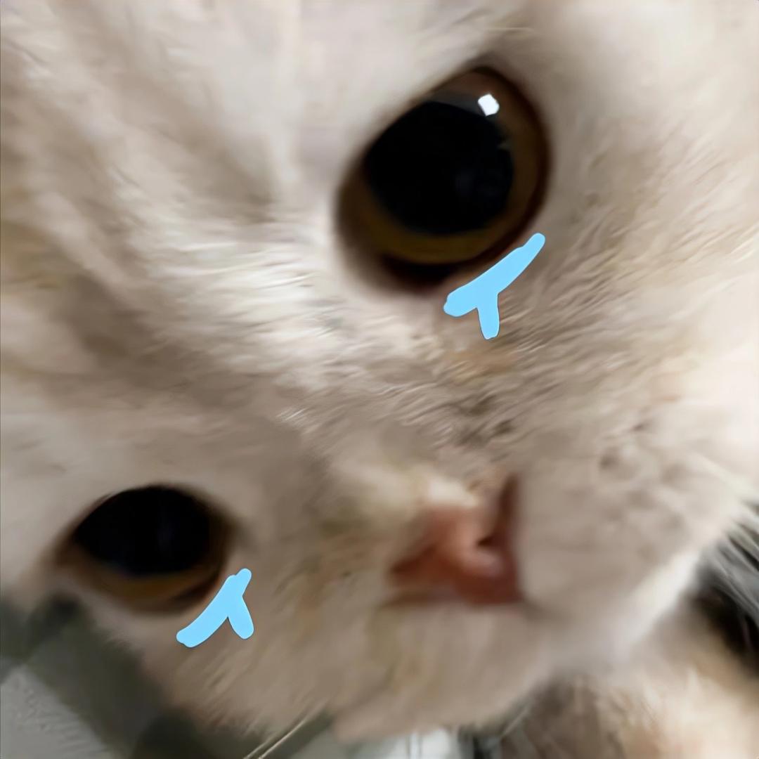 ㅤㅤ今天吃龟苓膏了吗ㅤㅤ