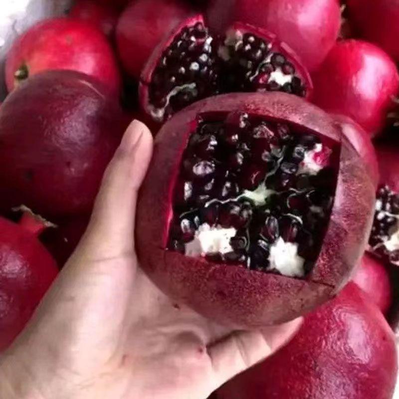 园林盆栽果树园艺