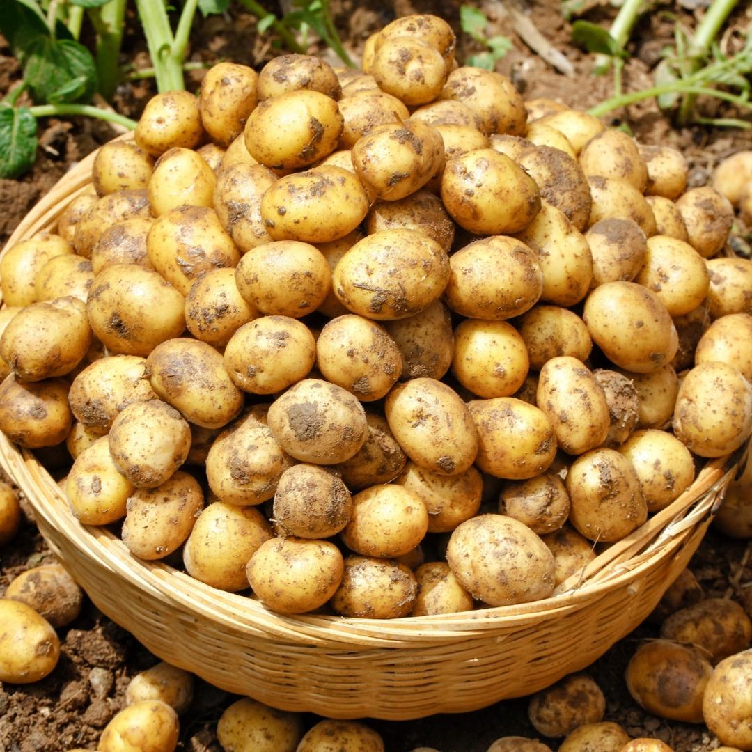 湖北恩施土豆