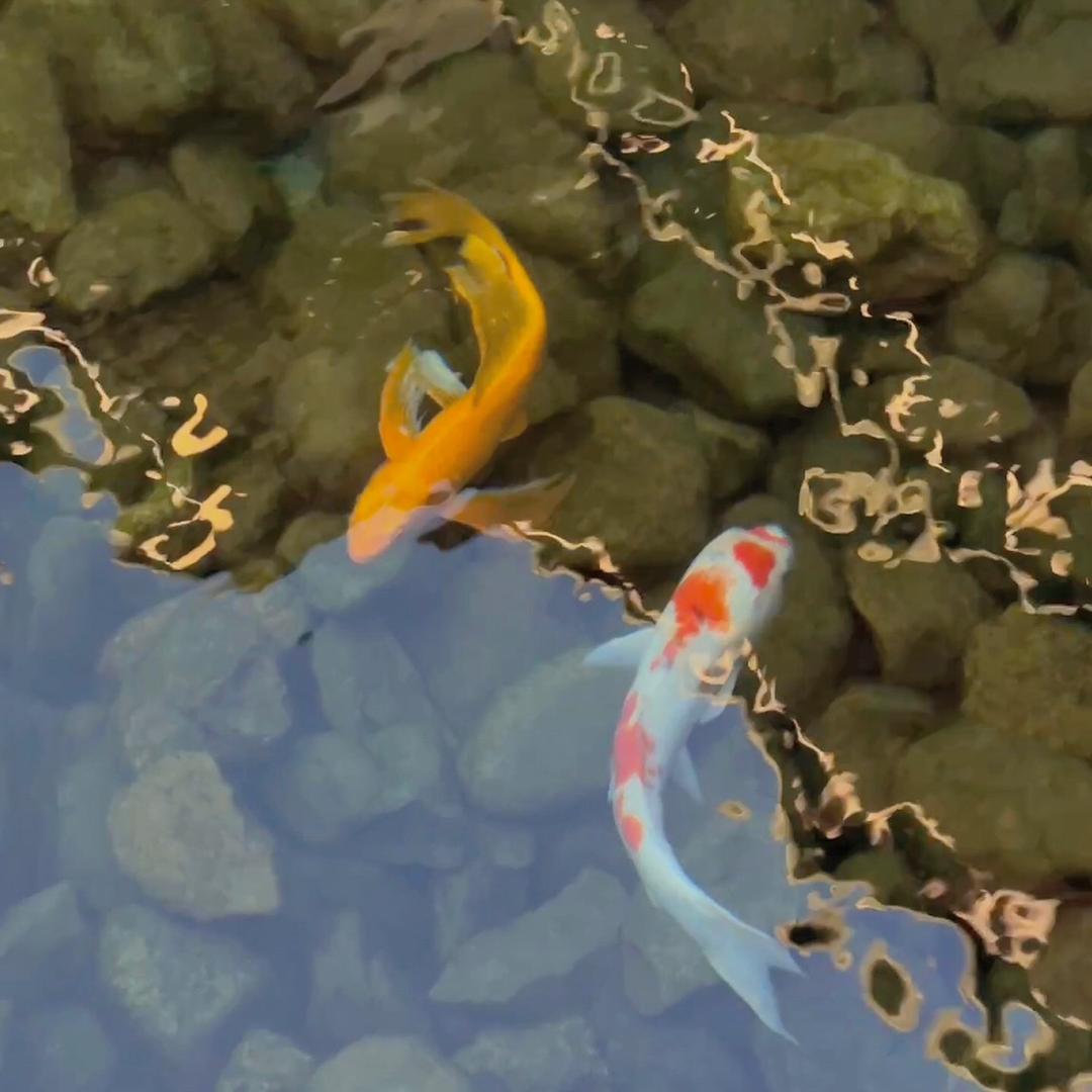 小河流水