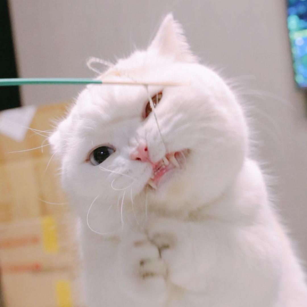 玉玉猪