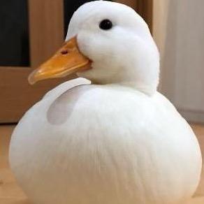 金牛❓
