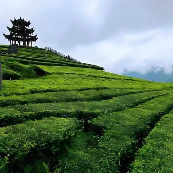 恩施玉露蒸的好茶