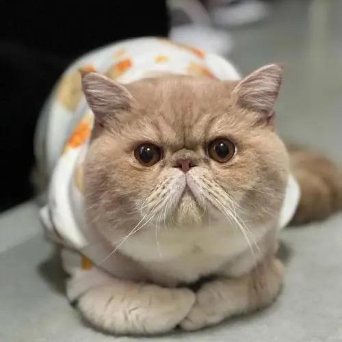 宝猪（发疯版）