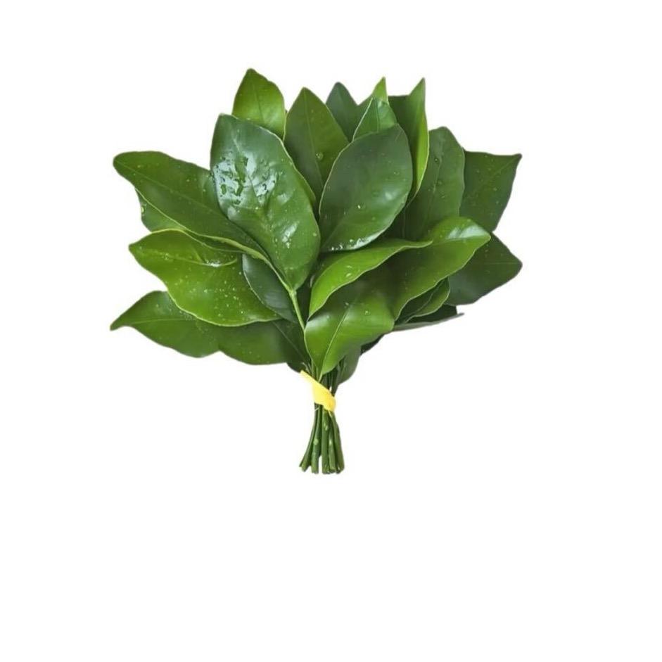 发芽🌱（未来版）