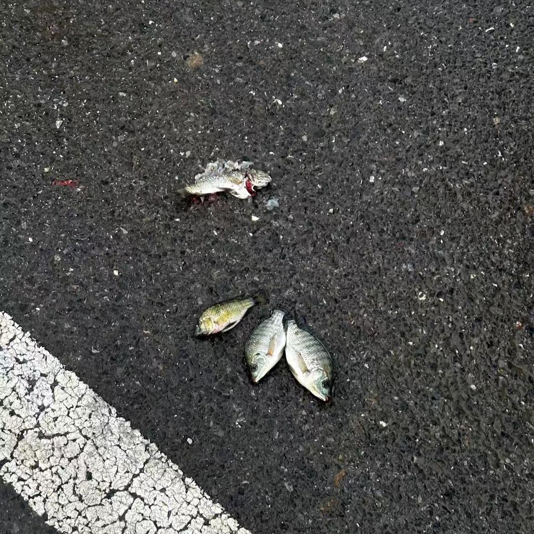 擎天柱……