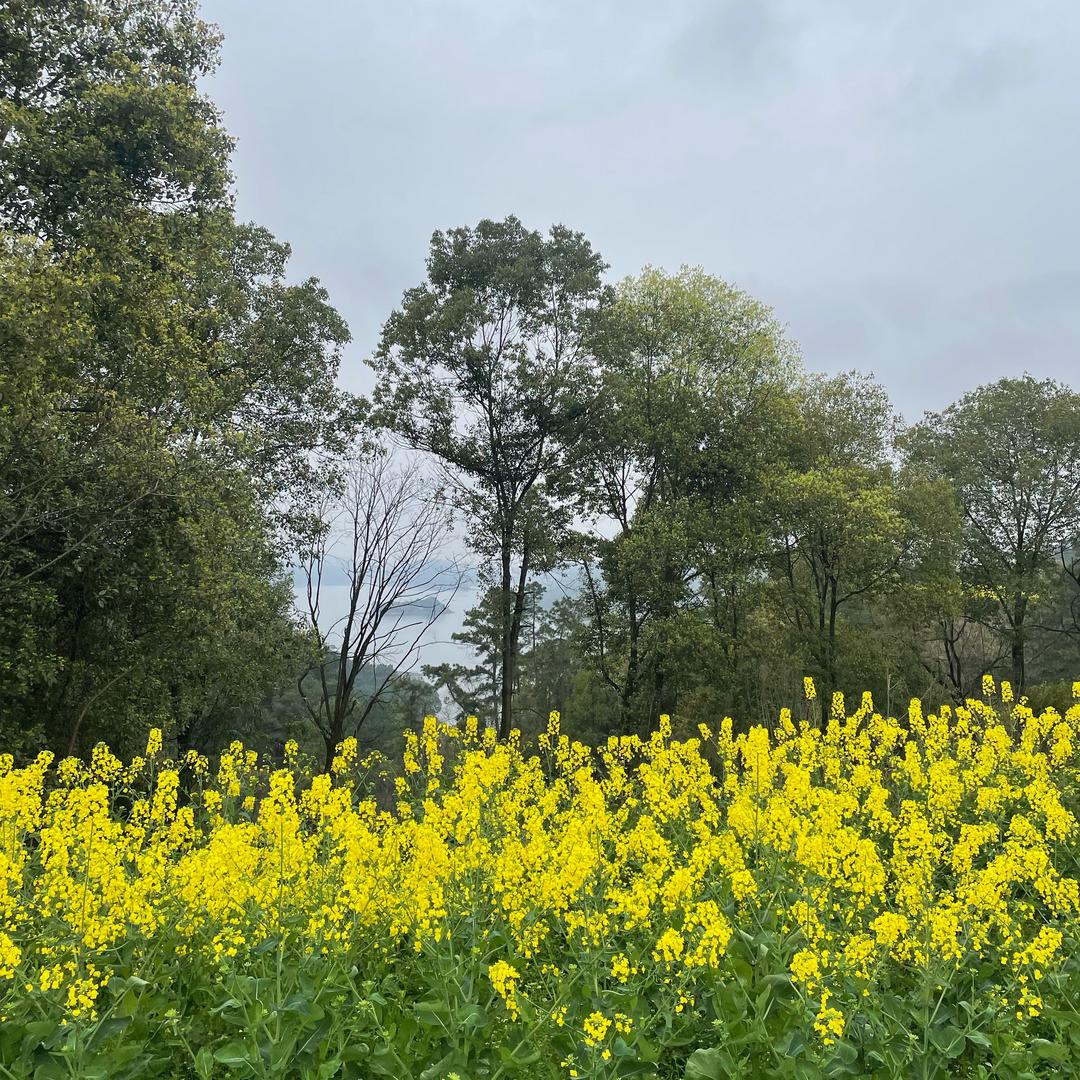 农家地龙野黄鳝