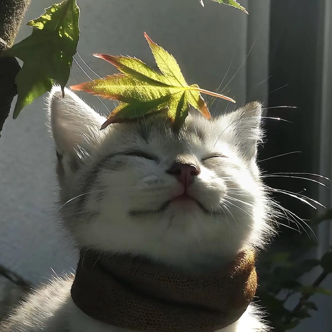 执着🍙
